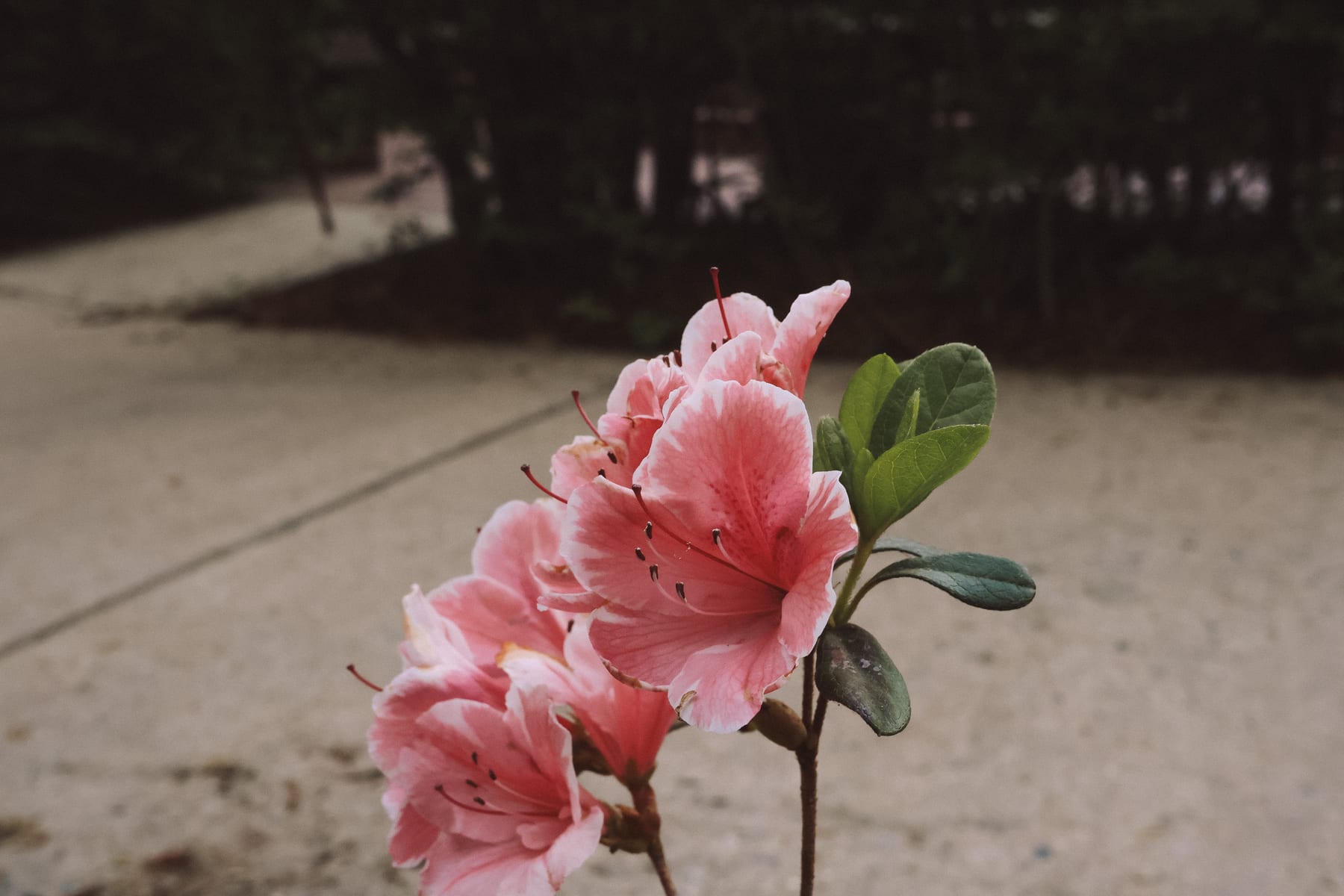 Landscape 2 by Cason Leleux